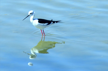 Une promenade au parc d’ornithologie