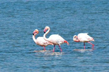 Flamingo watching in Eilat&#39;s salt pools